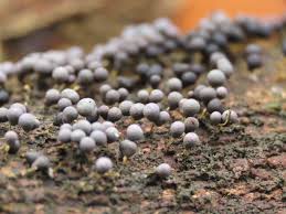 Attēlu rezultāti vaicājumam “Badhamia capsulifera stalked”