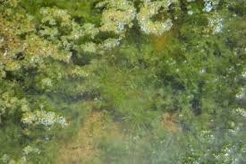 Attēlu rezultāti vaicājumam “Najas major leaf”