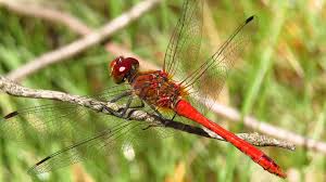Attēlu rezultāti vaicājumam “Sympetrum sanguineum”