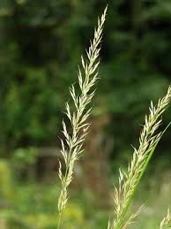 Attēlu rezultāti vaicājumam “Calamagrostis arundinacea leaf”