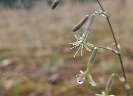 Attēlu rezultāti vaicājumam “Silene chlorantha”