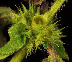 Attēlu rezultāti vaicājumam “Galeopsis tetrahit leaf”