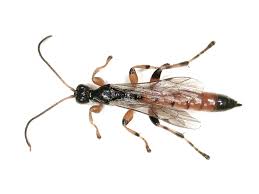 Attēlu rezultāti vaicājumam “Ichneumonidae imago”