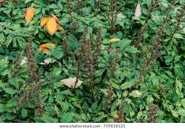 Attēlu rezultāti vaicājumam “Astilbe chinensis bud”