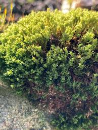 Attēlu rezultāti vaicājumam “Pleurocarpous mosses”