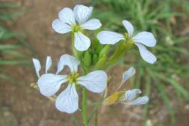 Attēlu rezultāti vaicājumam “Raphanus raphanistrum flower”