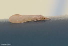 Attēlu rezultāti vaicājumam “Oecetis ochracea”