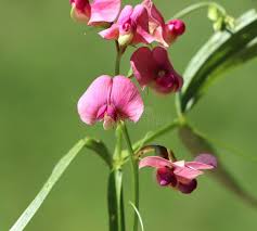 Attēlu rezultāti vaicājumam “Lathyrus sylvestris bud”