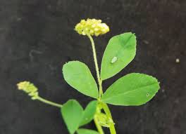 Attēlu rezultāti vaicājumam “Medicago lupulina”