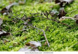 Attēlu rezultāti vaicājumam “Brachythecium rutabulum sporophyte”