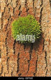 Attēlu rezultāti vaicājumam “Orthotrichum affine var. affine”