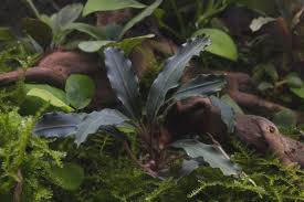 Risultati immagini per bucephalandra pinoh red stem