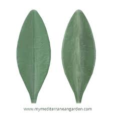 Attēlu rezultāti vaicājumam “Thymus serpyllum leaf”