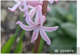 Image result for Diptam