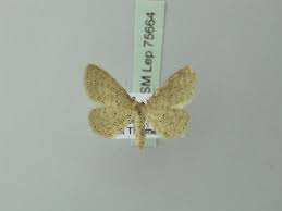 Attēlu rezultāti vaicājumam “Idaea sylvestraria”