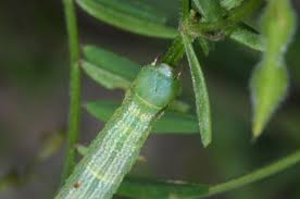 Attēlu rezultāti vaicājumam “Cleora cinctaria”