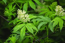 Attēlu rezultāti vaicājumam “Sambucus racemosa leaf”