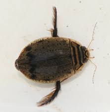 Attēlu rezultāti vaicājumam “Acilius sulcatus female”