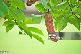 Attēlu rezultāti vaicājumam “Magnolia kobus fruit”