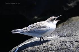 Image result for Sterna dougallii