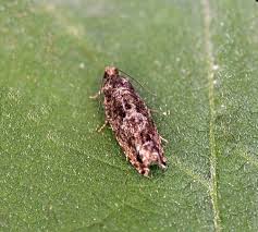 Attēlu rezultāti vaicājumam “Epinotia immundana”