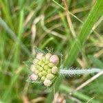 Attēlu rezultāti vaicājumam “Knautia arvensis fruit”
