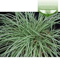 Attēlu rezultāti vaicājumam “Carex ornithopoda”