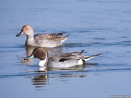 Attēlu rezultāti vaicājumam “Anas acuta”