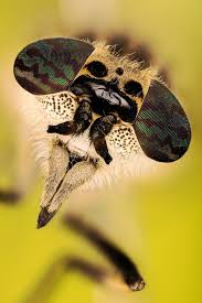 Attēlu rezultāti vaicājumam “Haematopota sp.”