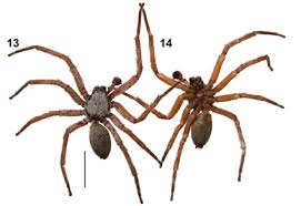 Attēlu rezultāti vaicājumam “Sparassidae”