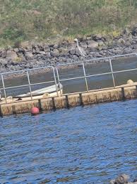 Image result for Airdrie & District Angling Club