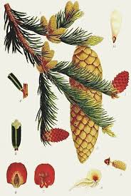 Attēlu rezultāti vaicājumam “Picea abies leaf”