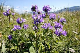 Attēlu rezultāti vaicājumam “Campanula glomerata”