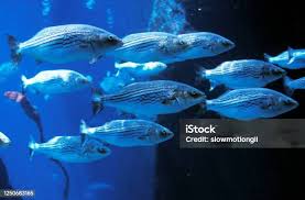 Image result for Morone saxatilis