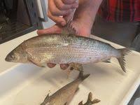 Image result for Coregonus lavaretus