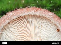 Attēlu rezultāti vaicājumam “Lactarius torminosus”