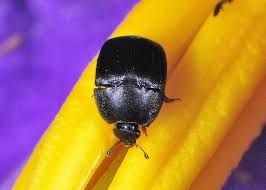 Attēlu rezultāti vaicājumam “Nitidulidae”