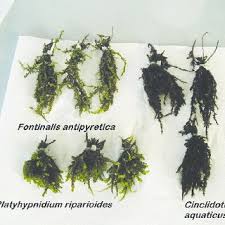 Attēlu rezultāti vaicājumam “Platyhypnidium riparioides”