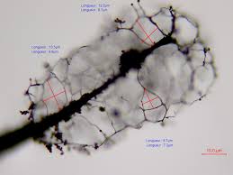 Attēlu rezultāti vaicājumam “Oligonema favogineum”