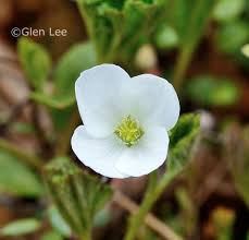 Attēlu rezultāti vaicājumam “Rubus chamaemorus flower”