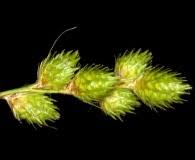 Attēlu rezultāti vaicājumam “Carex loliacea fruit”