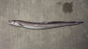 Image result for Conger conger