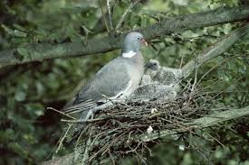 Attēlu rezultāti vaicājumam “Columba palumbus adult”