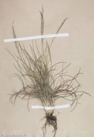 Attēlu rezultāti vaicājumam “Nardus stricta”