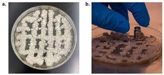 Attēlu rezultāti vaicājumam “Collaria rubens spores”
