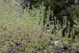 Attēlu rezultāti vaicājumam “Acinos arvensis”