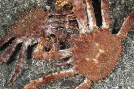 Image result for Lithodes maja