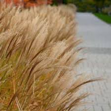 Image result for Miscanthus sinensis Zebrina