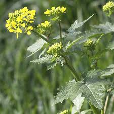 Attēlu rezultāti vaicājumam “Sinapis arvensis”