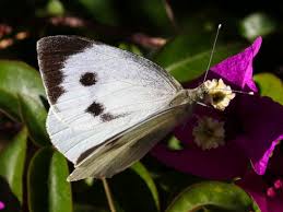 Attēlu rezultāti vaicājumam “Pieris brassicae underside”